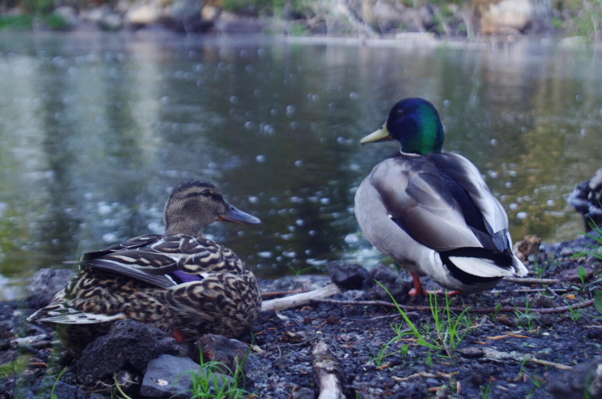 Mallard Ducks Breed Information Omlet