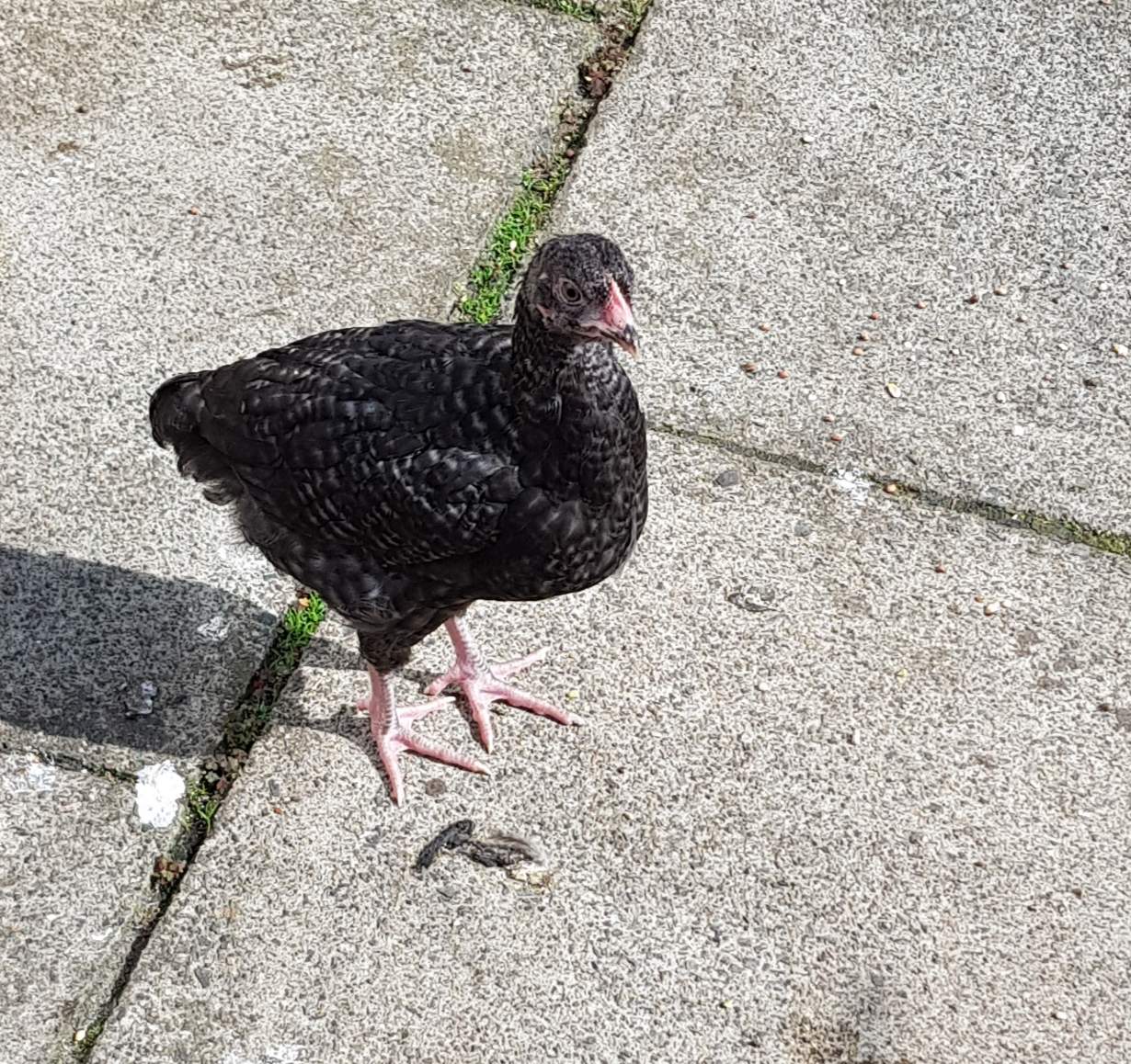 Plymouth Rock For Sale Chickens Breed Information Omlet