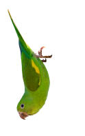 Yellow Chevroned Parakeet