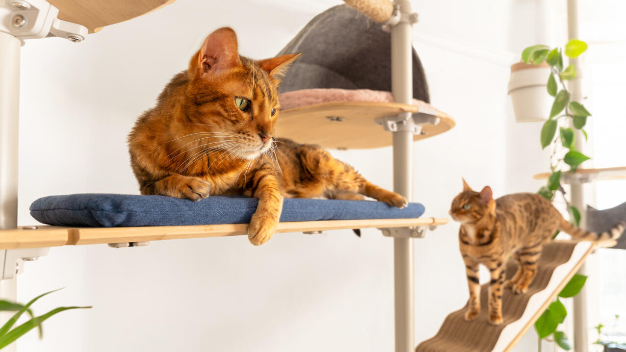 cat lying on a padded bridge on a freestyle cat tree