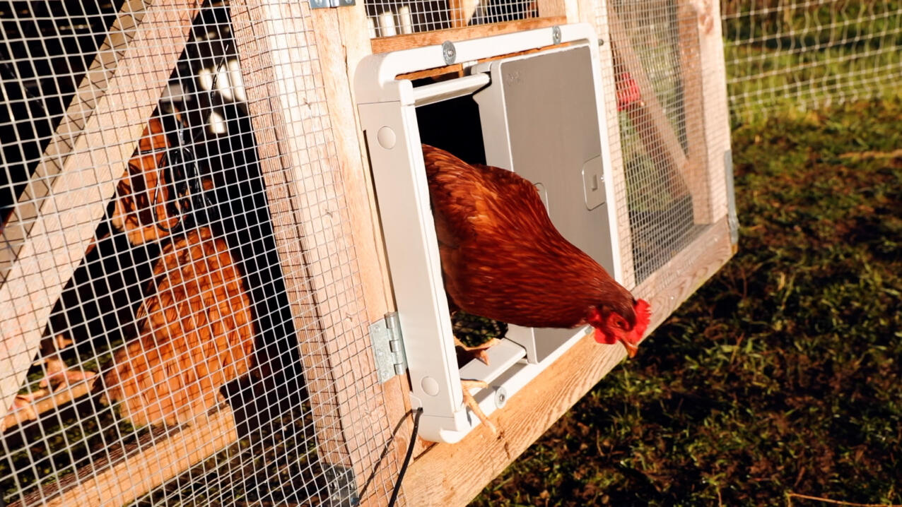 chicken stepping out of an omlet autodoor fixed to a wooden coop