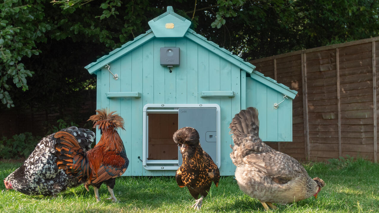 bright blue wooden coop with an automatic coop door opener