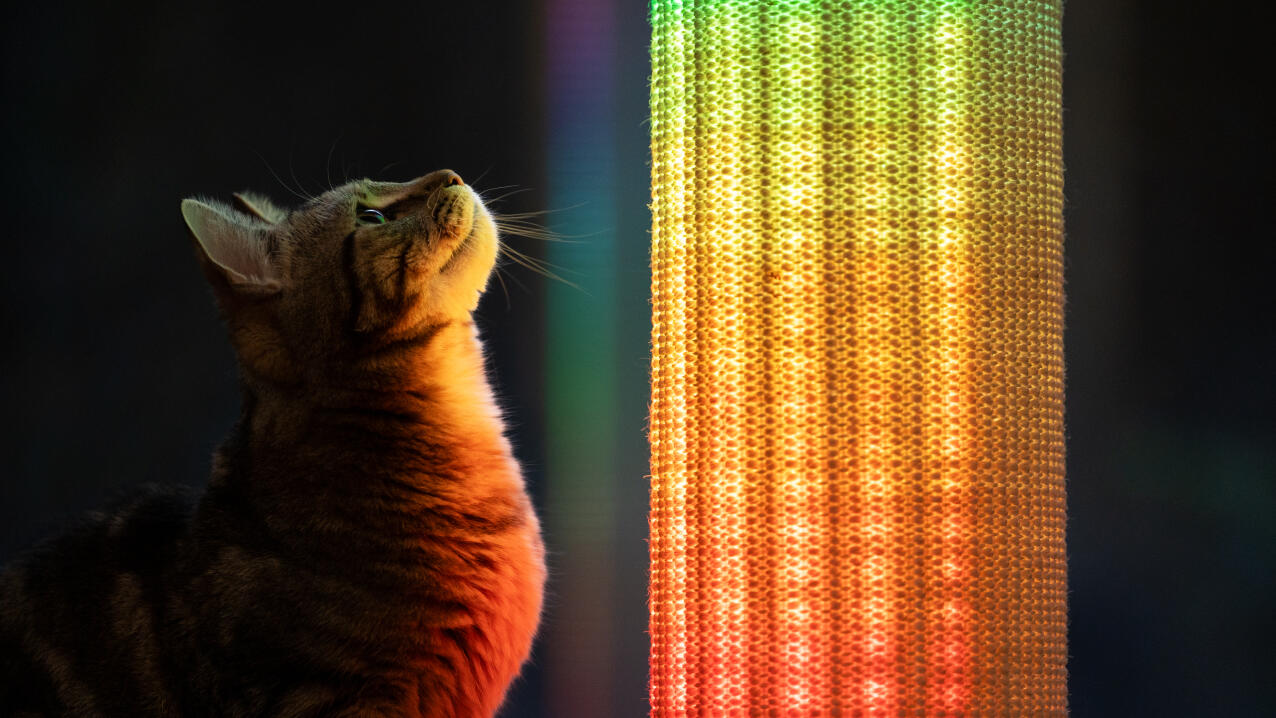 cat watching rainbow coloured light setting on the Switch cat scratcher