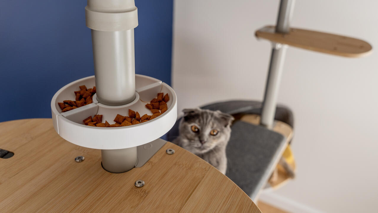 cat looking up at a treat bowl on a freestyle cat tree