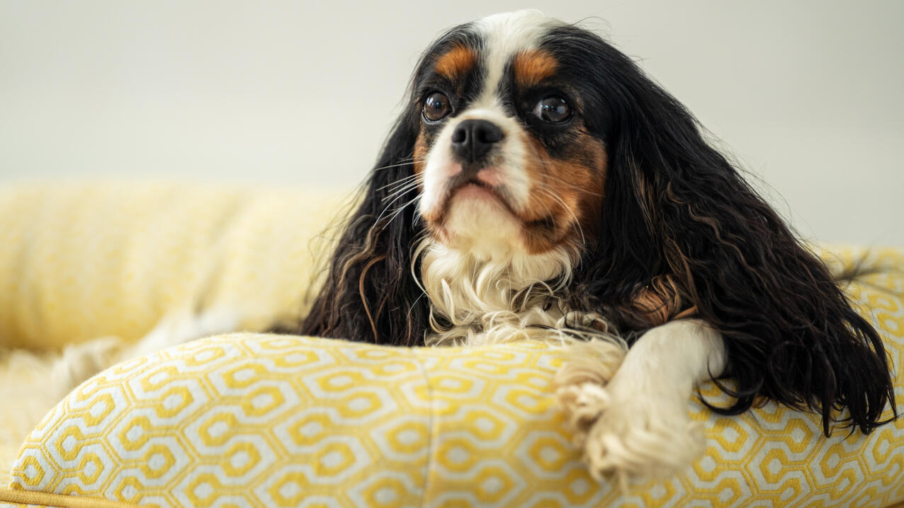 Close up of Cavalier King Charles Spaniel on Bolster Dog Bed in Honeycomb Pollen print.