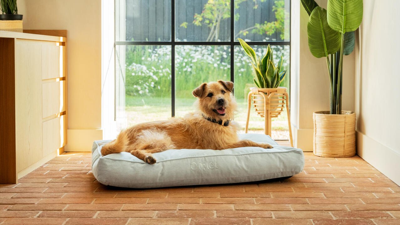 A dog resting on the cushion dog bed.