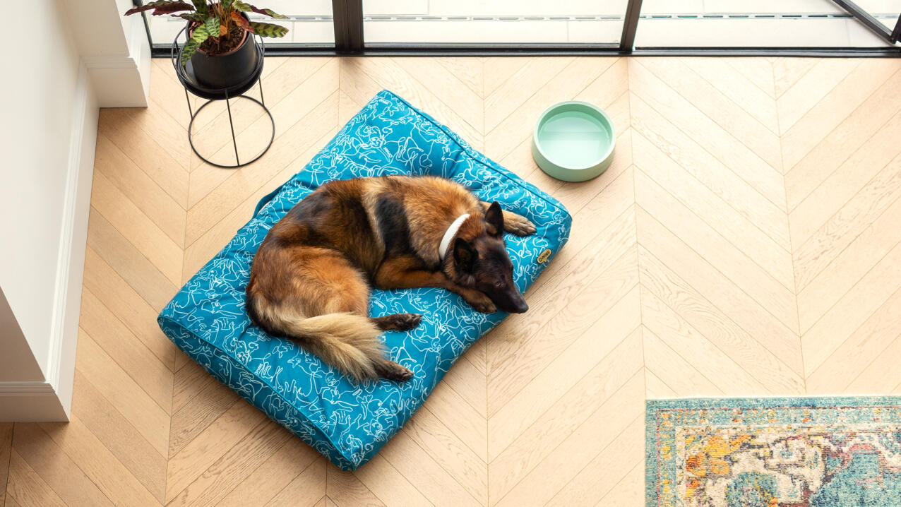 A dog resting on the cushion dog bed.