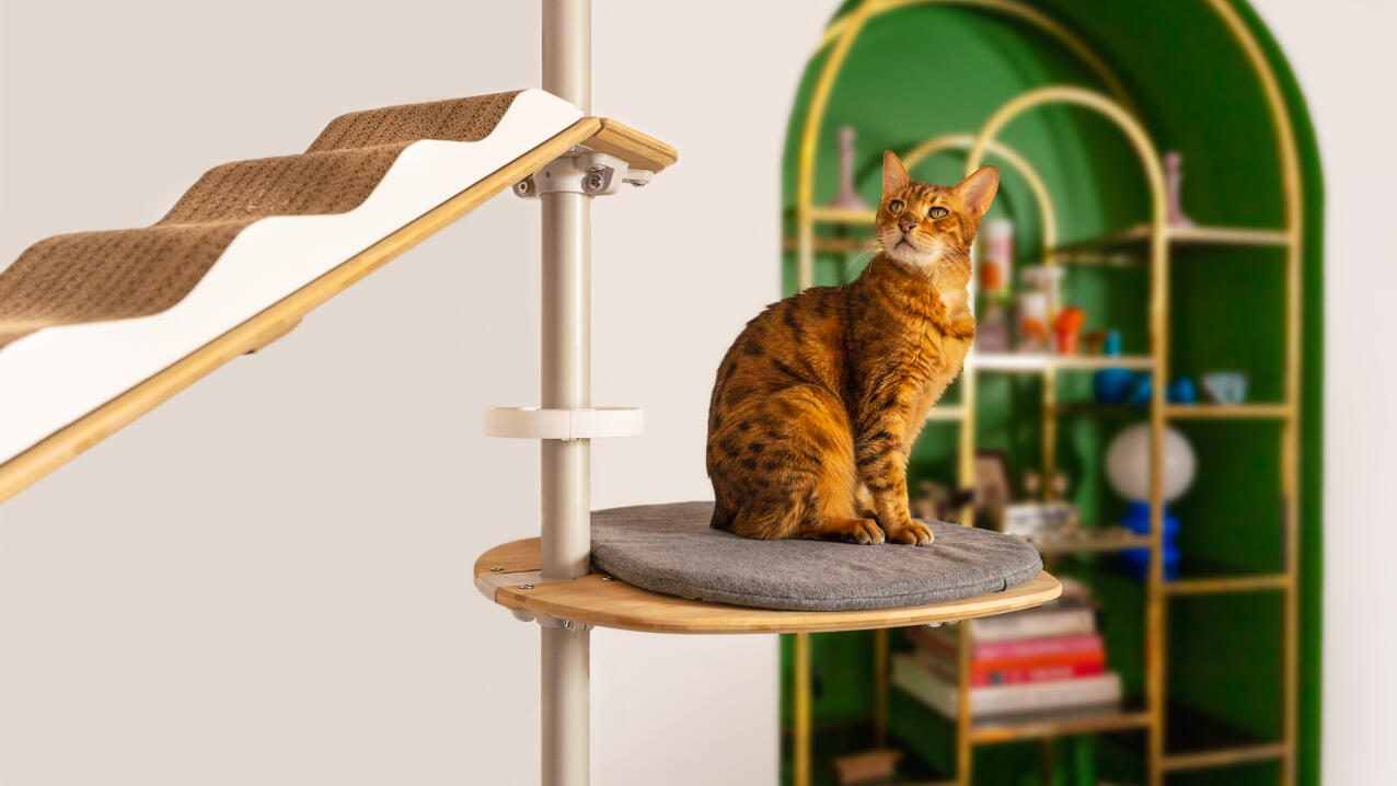 cat sitting on grey cushion platform in front of a bookcase