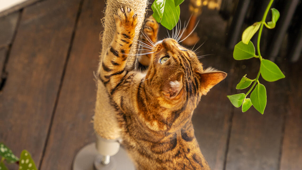 cat scratching a vertical sisal post