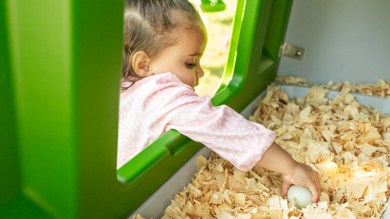 A child collecting eggs from inside the Eglu Cube chicken coop