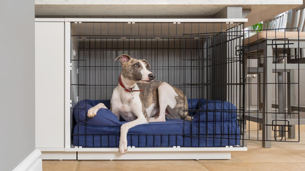Dog sat on blue Bolster Bed inside Fido Studio Dog Crate.