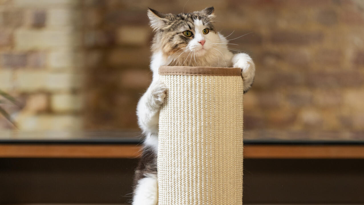 fluffy cat climbing up the switch light up cat scratcher