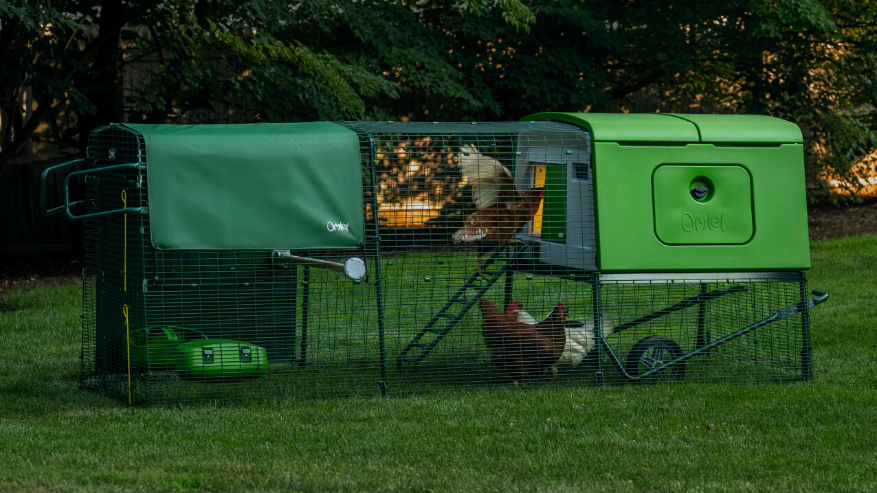 chickens in a coop run in the garden in early morning