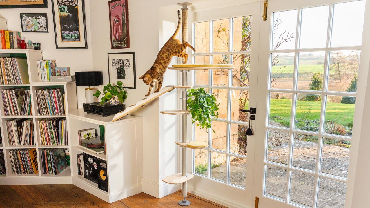 cat walking down a freestyle ramp in a living room