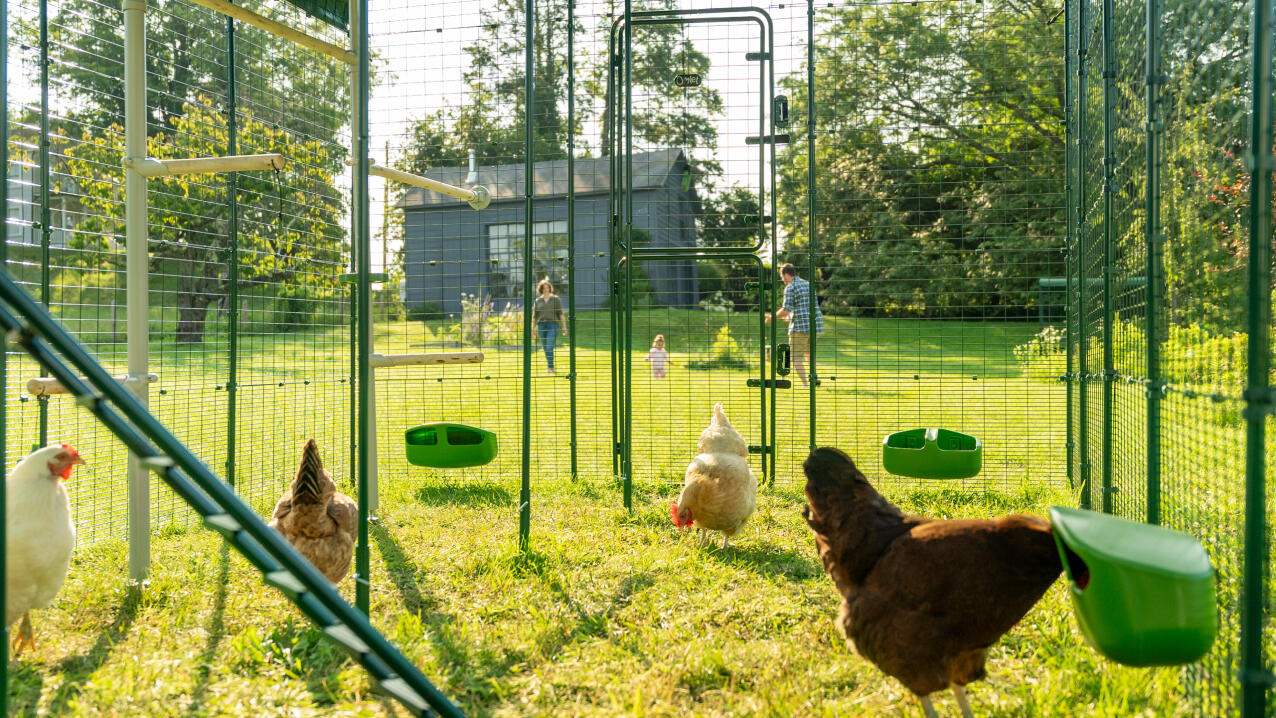 Chickens inside a walk in run enclosure with feeders and perches, with a family playing in the background.