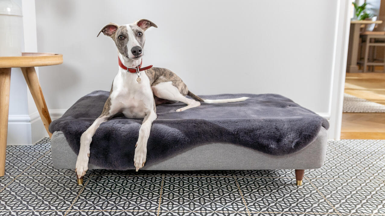 greyhound lying on a large topology dog bed with grey sheepskin topper