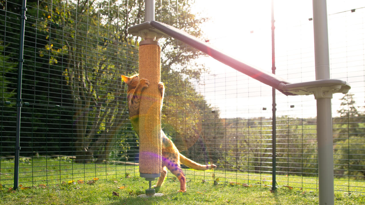 A cat scratching the cat scratcher attached to the freestyle pole