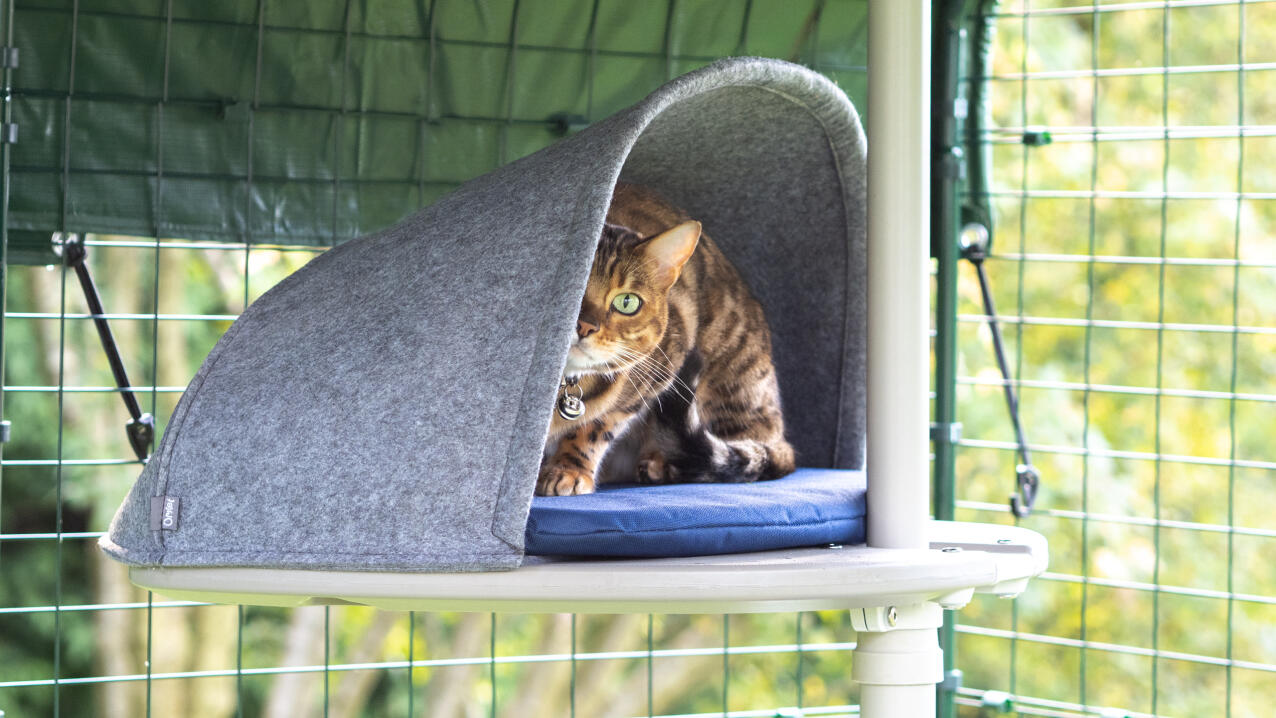 A cat resting in the platform den attached to the outdoor freestyle cat tree