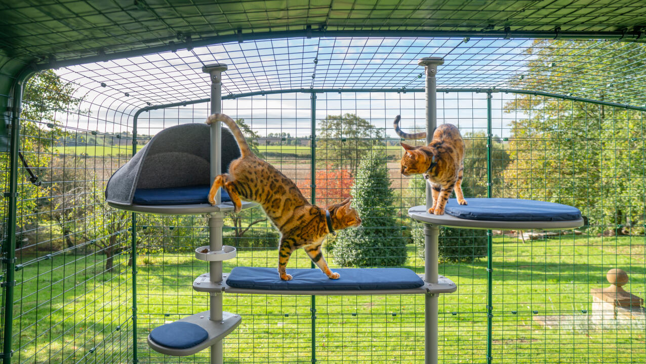 Estantes para gatos, Parque infantil para gatos, Gimnasio de la jungla para  gatos, Muro de escalada