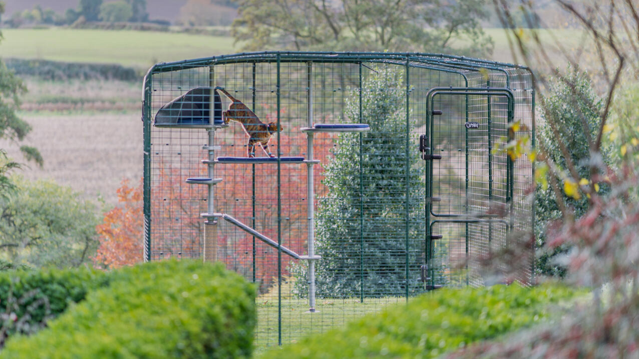 A distant shot of the freestyle cat tree being used by a cat in a catio