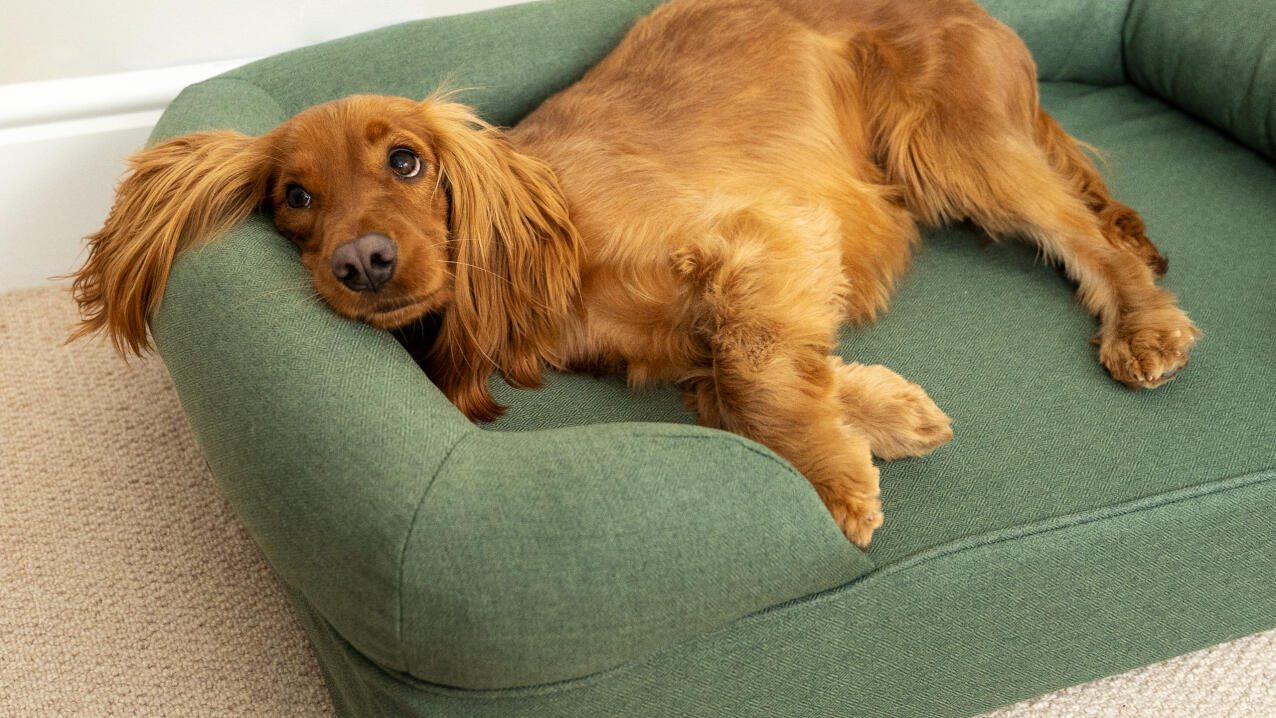spaniel relaxing in a sage green coloured bolster dog bed