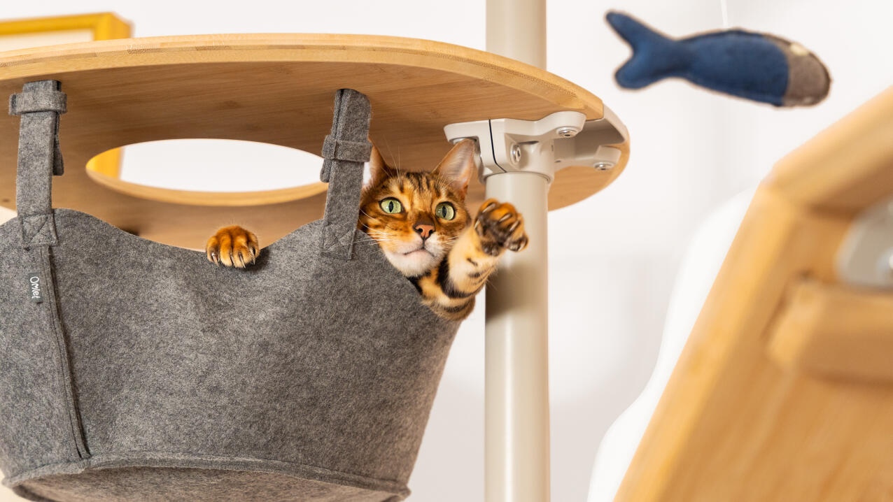 cat reaching out to a toy in a grey freestyle hammock