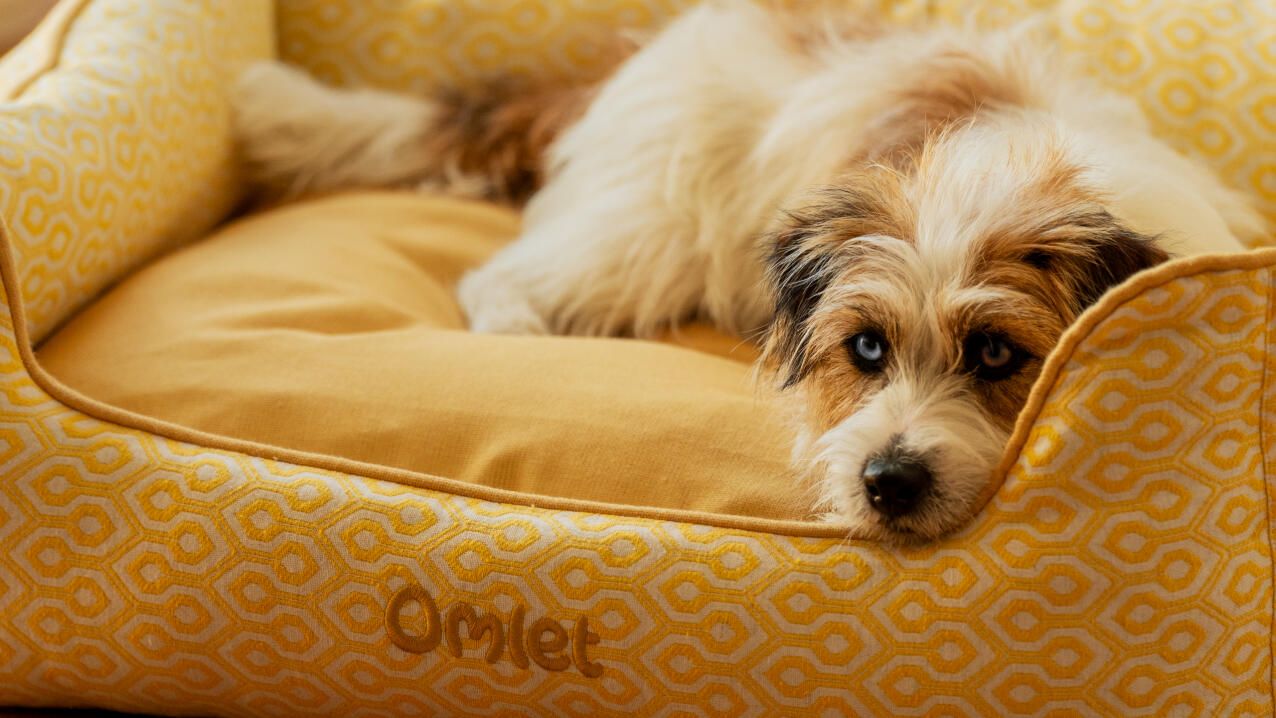 scruffy terrier lying in a yellow nest bed