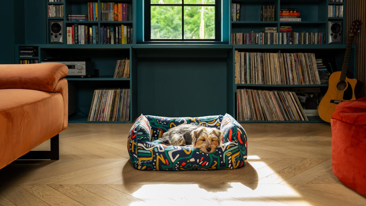 dog lying on a colourful nest bed in a cosy reading room