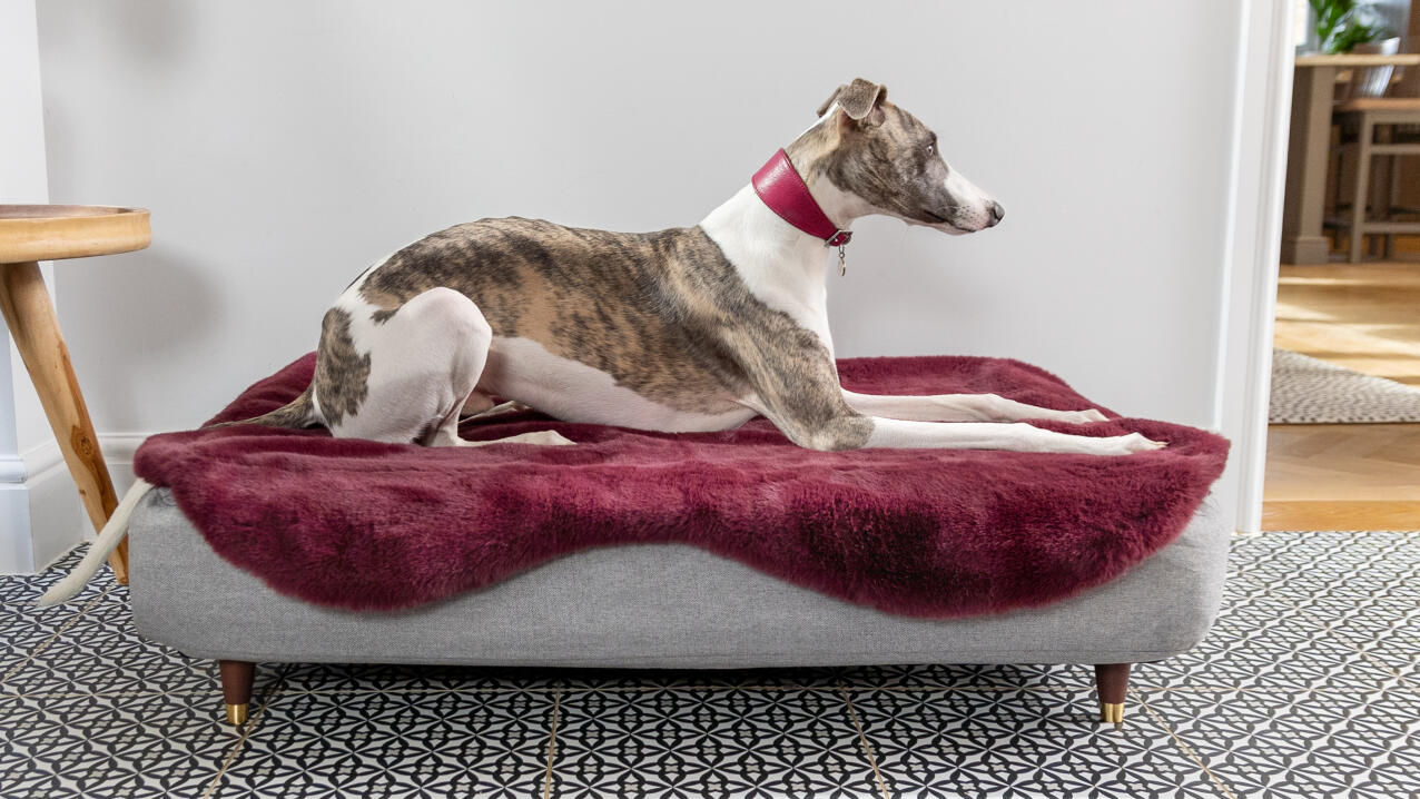 greyhound on a Topology dog bed with a purple sheepskin topper