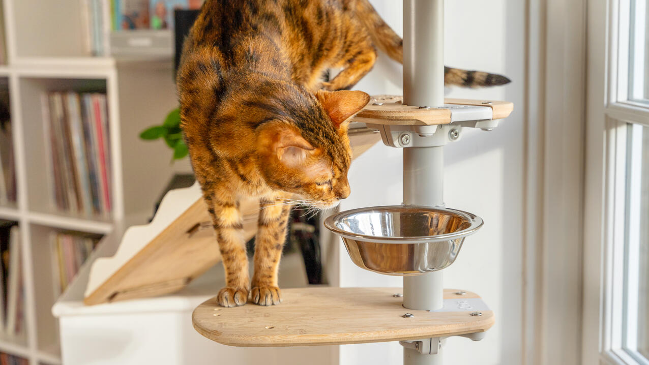 a cat looking into a food bowl on a freestyle platform
