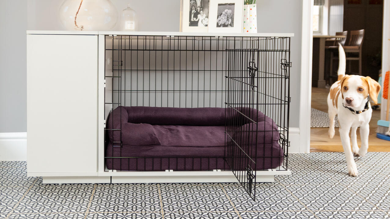 beagle walking past a Fido Studio dog crate with plum coloured bolster bed inside