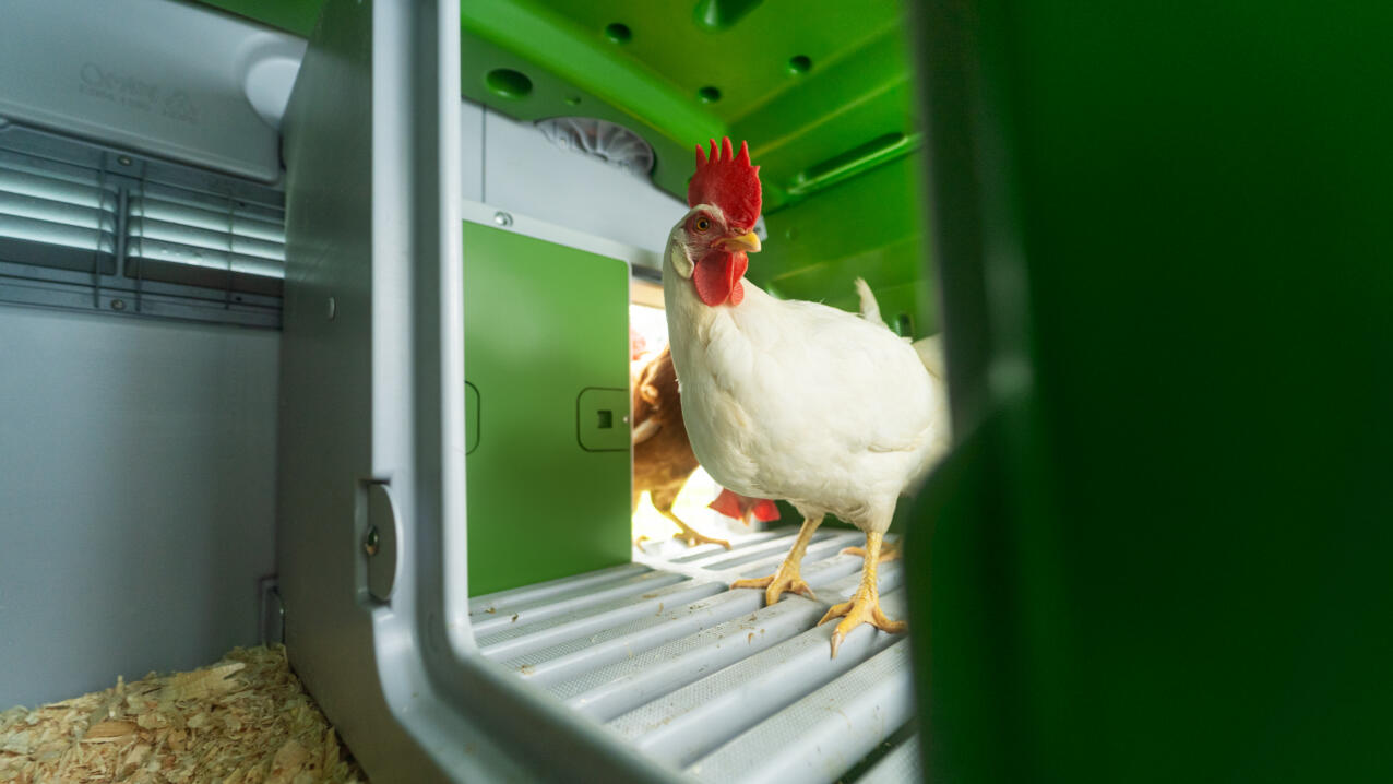 white chicken inside and Eglu Cube chicken coop