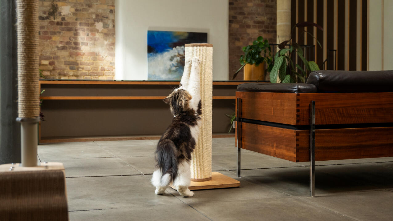 fluffy cat stretching against the Switch cat scratcher in a living room