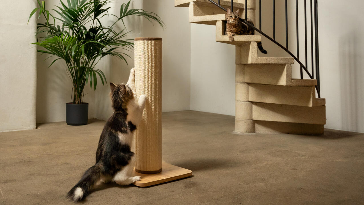 One cat watching another cat play with a large sisal cat scratching post