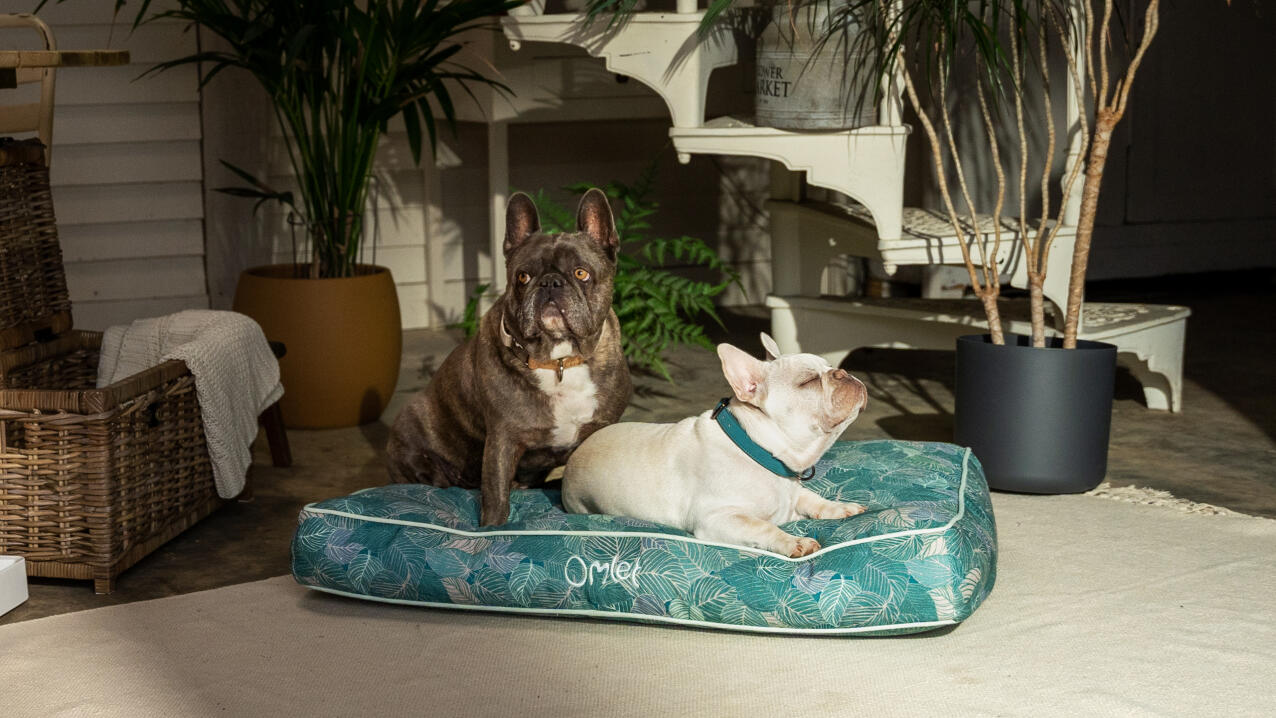 Two dogs sitting on the cushion dog bed.