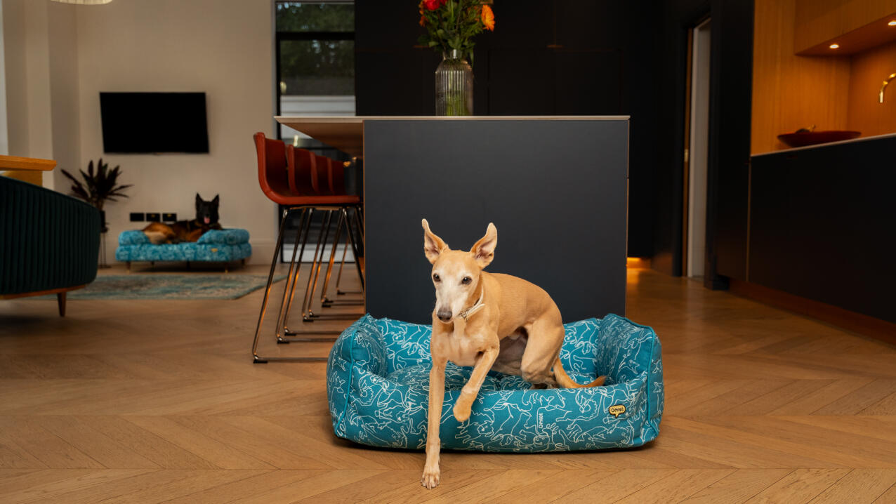 whippet jumping out from a brightly coloured bed in a designer kitchen