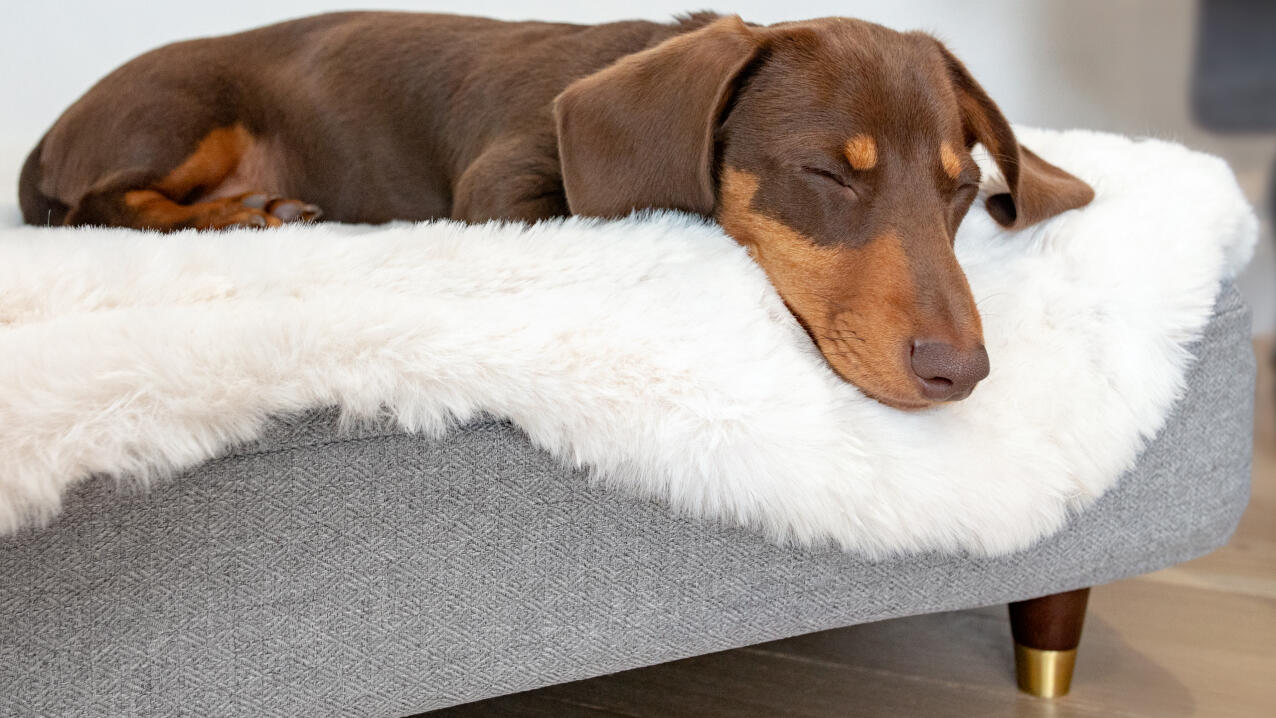 Topology, Paniers pour chien design avec surmatelas