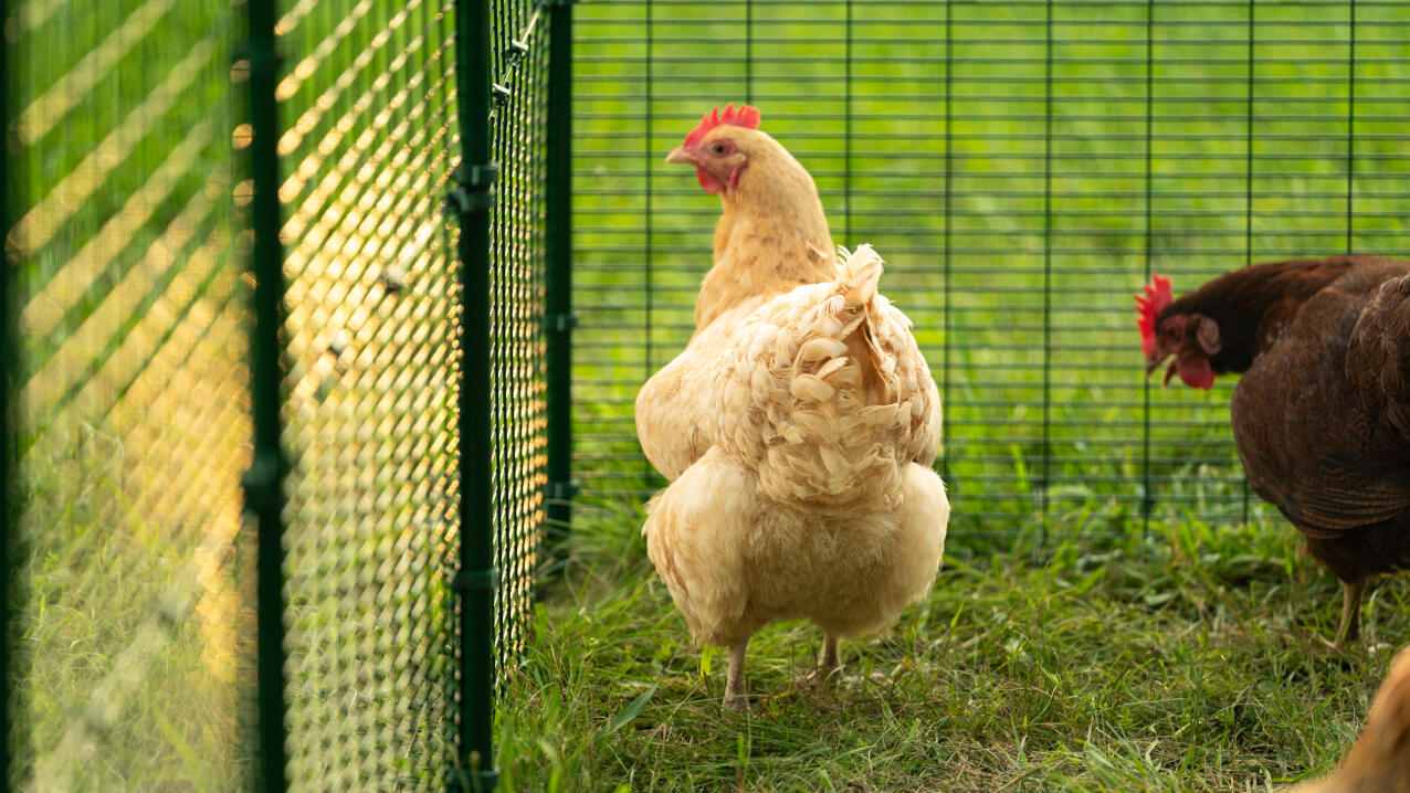 golden hen looking out from a walk in run enclosure
