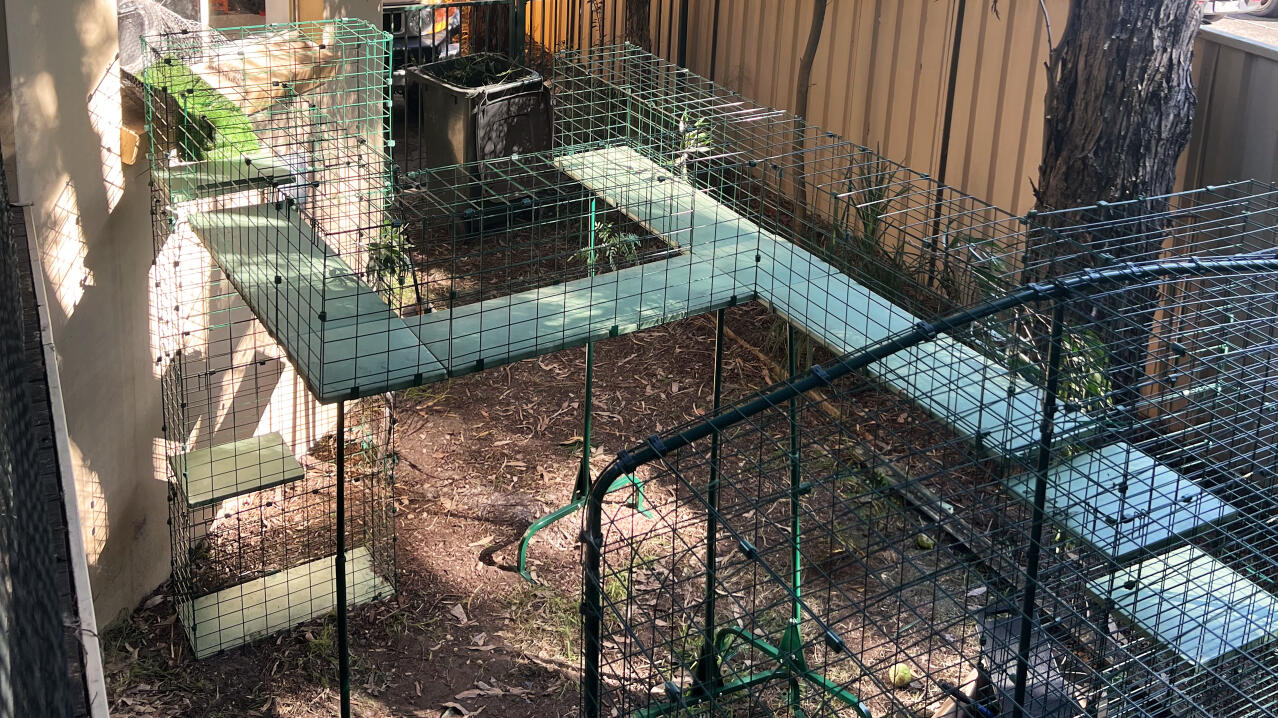 customized catio tunnel set up with cat walkways and outdoor enclosure