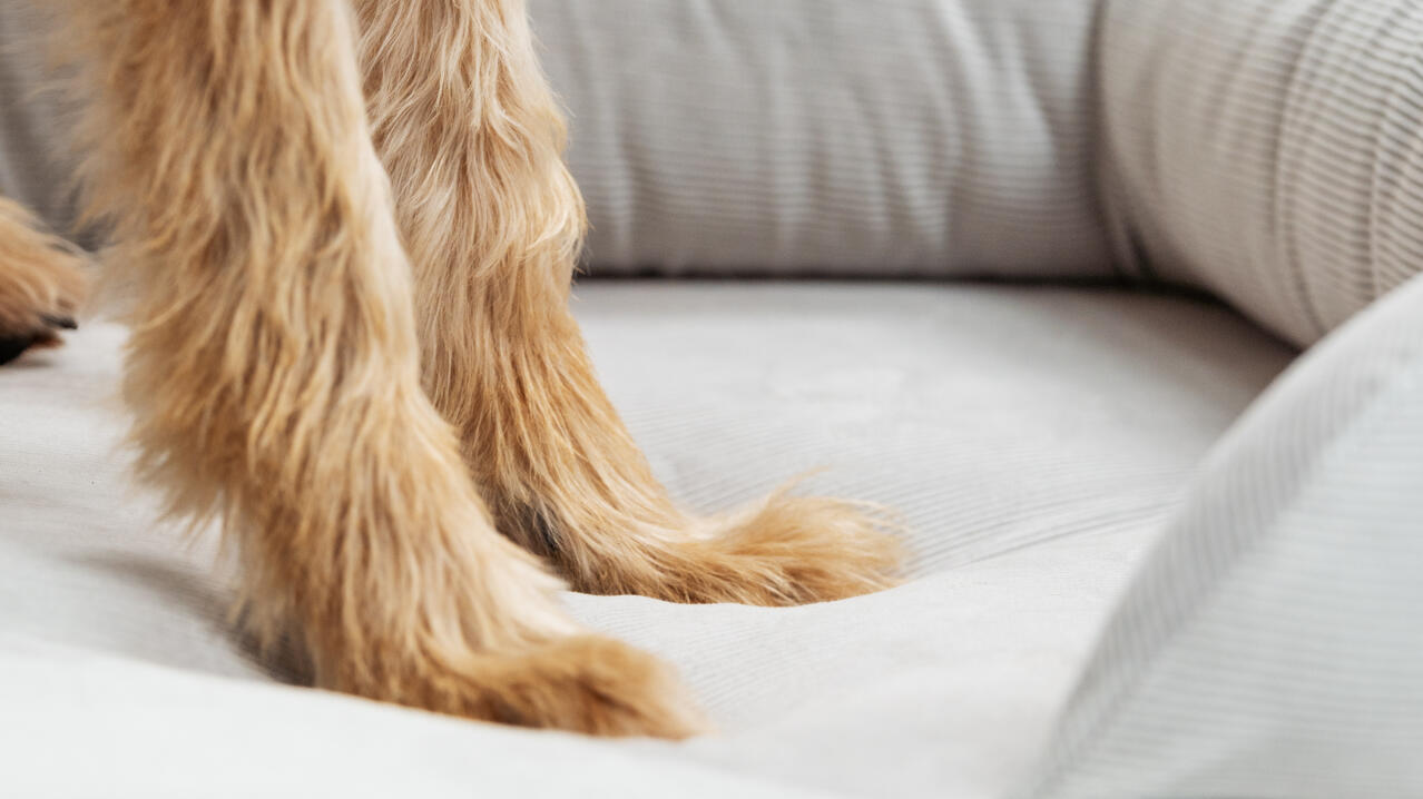 detail of paws in a cord bolster dog bed