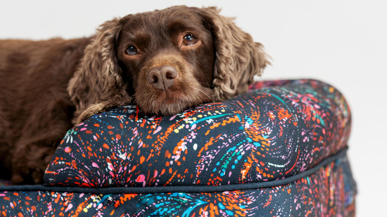 dog resting in memory foam bolster dog bed in bright pattern