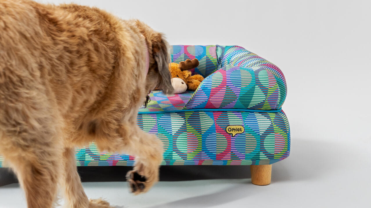dog approaching memory foam bolster dog bed in bright pattern