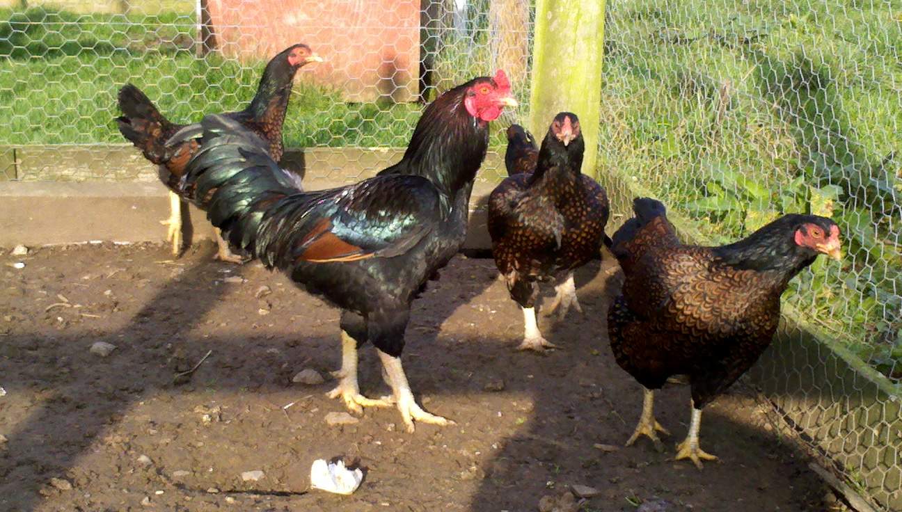 Indian Game For Sale Chickens Breed Information Omlet Indian Game For Sale Chickens Breed Information Omlet