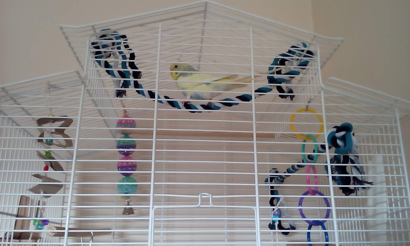 Budgie Cages Budgies Guide Omlet UK