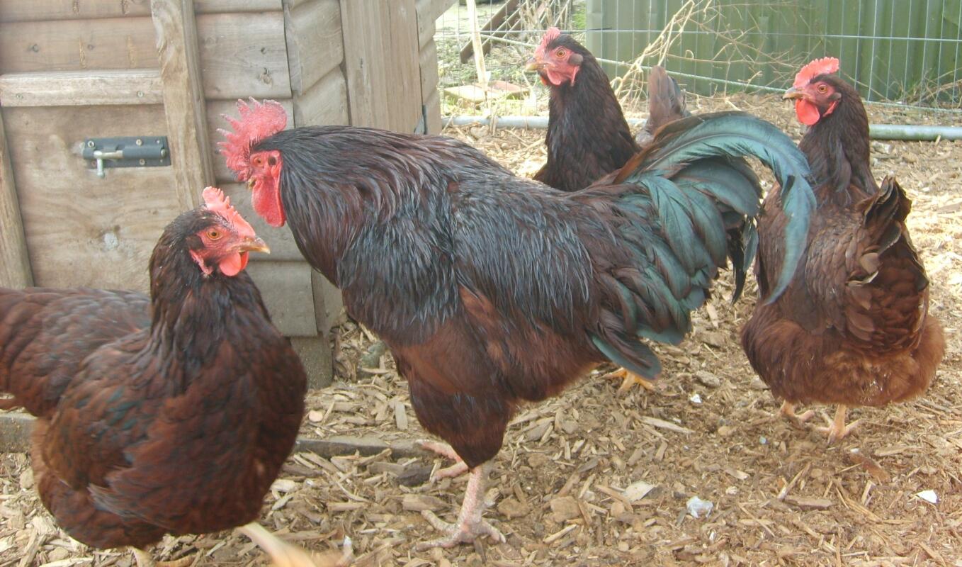 Rhode Island Red For Sale Chickens Breed Information Omlet