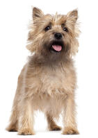 Cairn Terrier