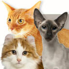 Cat Breeds