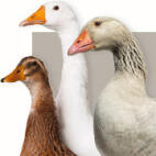 Goose Breeds