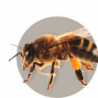 Beekeeping Guide