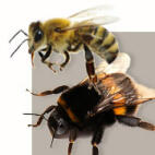 Bee Types